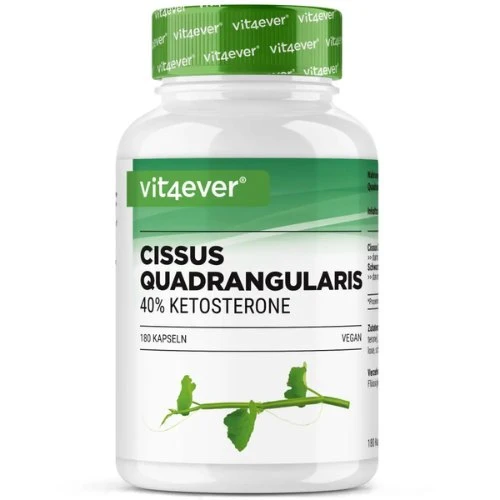 Cissus Intenso (180 Kapsel - 725 mg Extrakt - 40% Ketosterone)