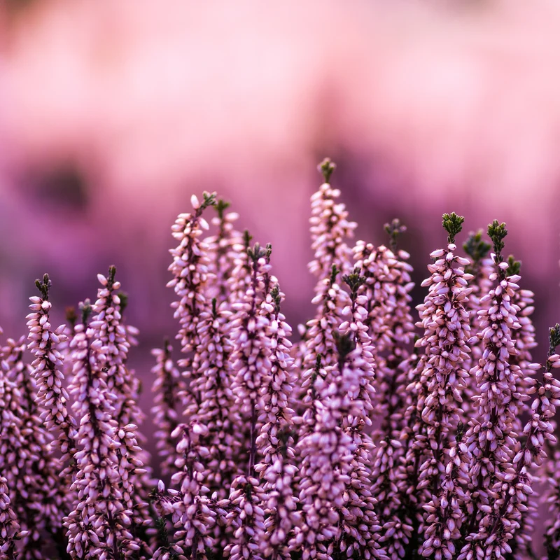 Erikablüten Bio (100g)