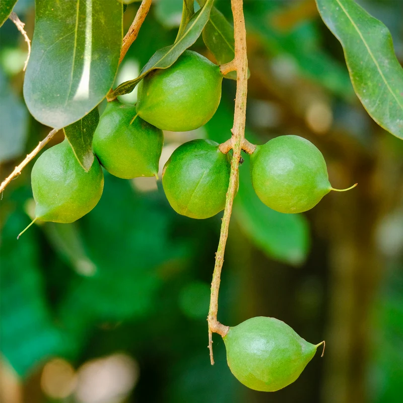 Macadamianüsse geschält (100g)