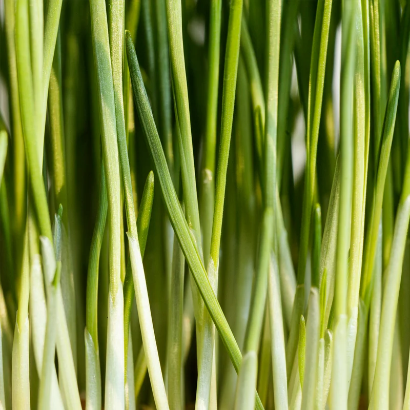 Zitronengras geschnitten (1000g)